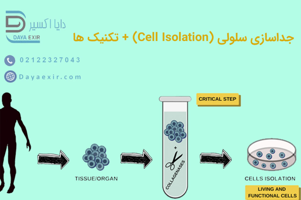 جداسازی سلولی (Cell Isolation) + تکنیک ها | دایا اکسیر