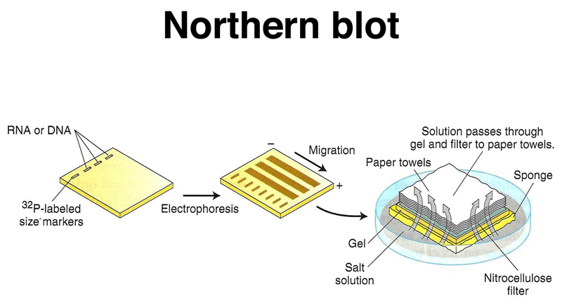 Northern blot - روش های بلاتینگ - دایا اکسیر | دایا اکسیر