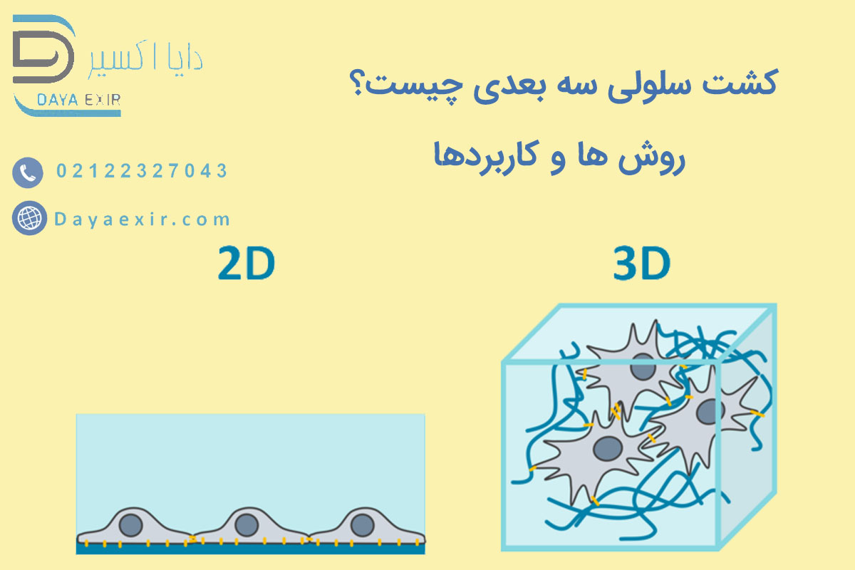 کشت سلولی سه بعدی چیست؟ روش ها و کاربردها | دایا اکسیر
