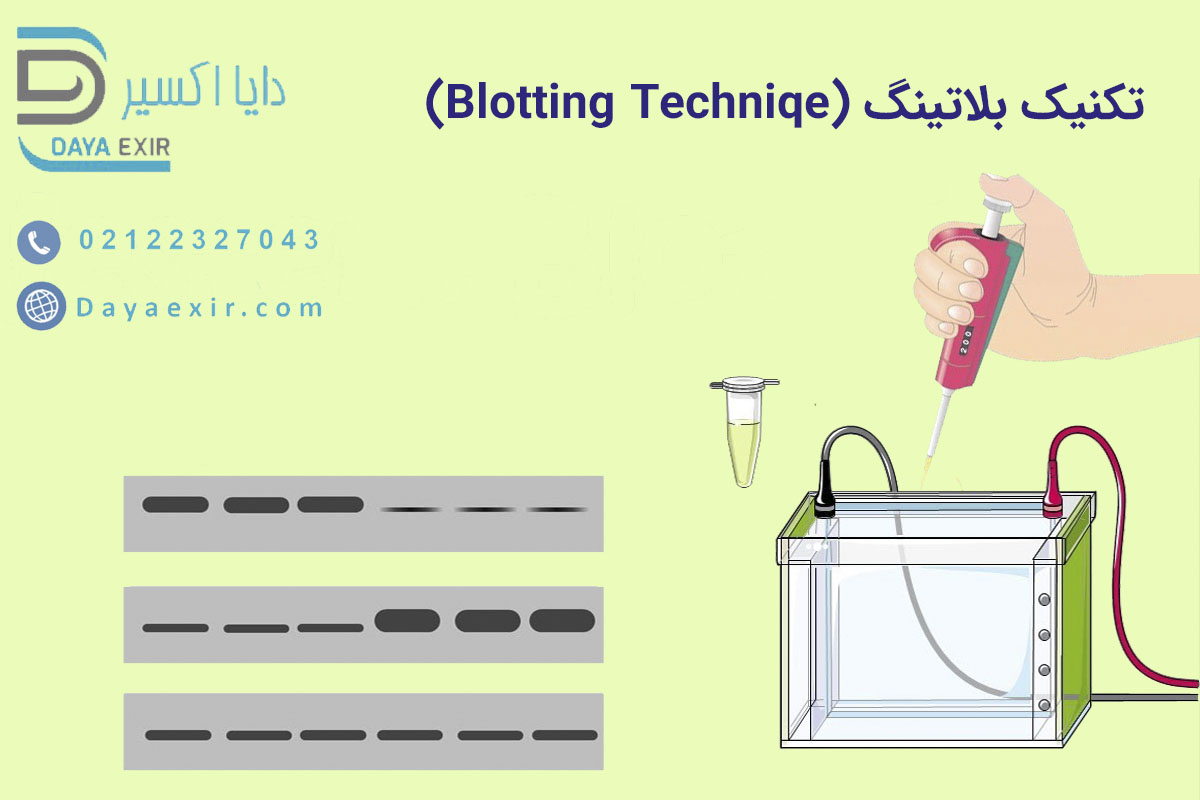 روش های بلاتینگ (blotting) - دایا اکسیر