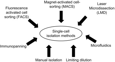 پرکاربردترین تکنیک های جداسازی سلولی