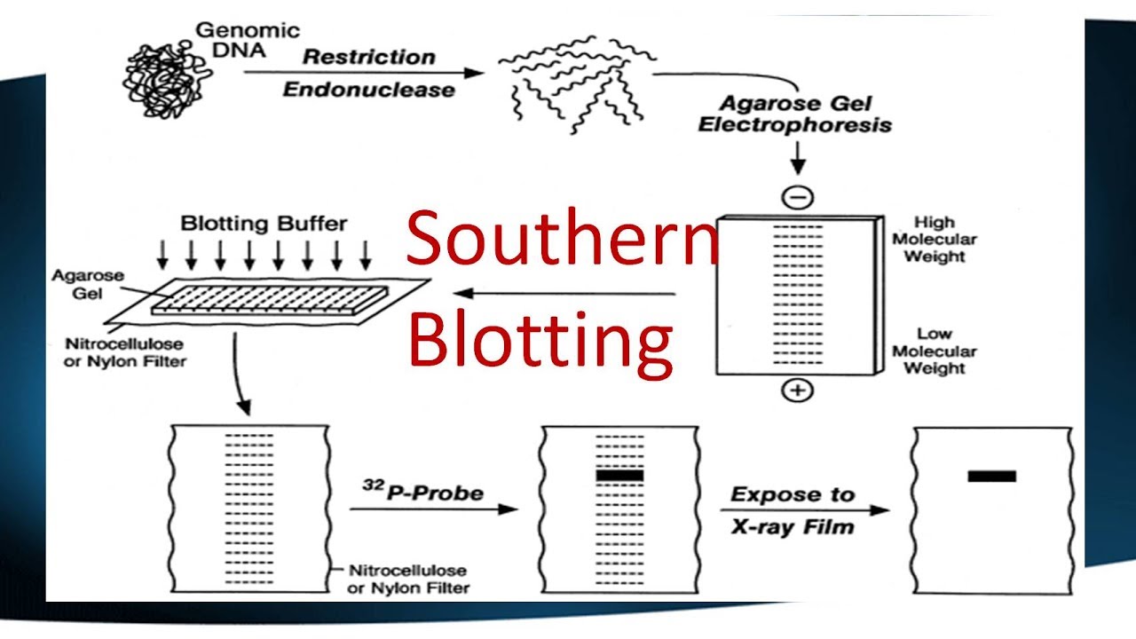 Southern blot - روش های بلاتینگ - دایا اکسیر | دایا اکسیر