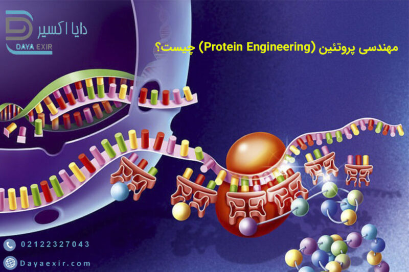 مهندسی پروتئین (Protein Engineering) چیست؟ | دایا اکسیر
