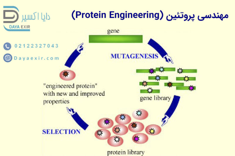 مهندسی پروتئین (Protein Engineering) | دایا اکسیر