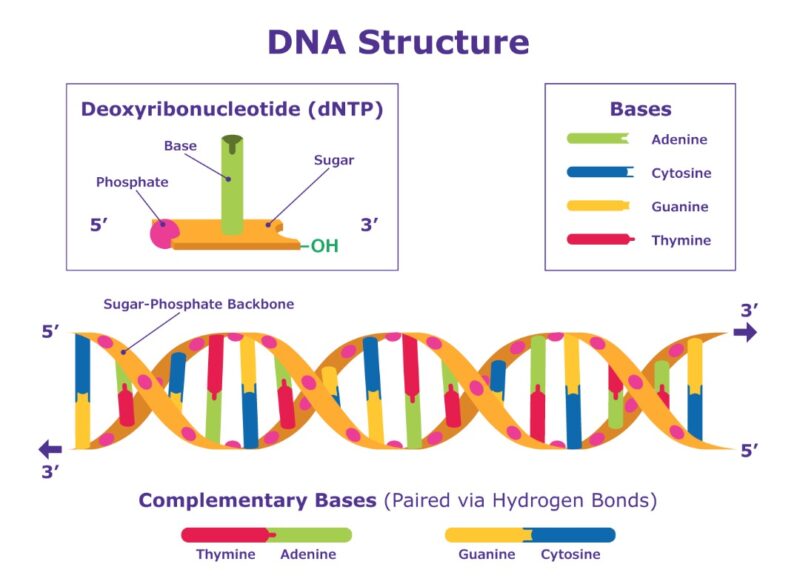 توالی یابی یا Sequencing چیست؟ - توالی یابی DNA