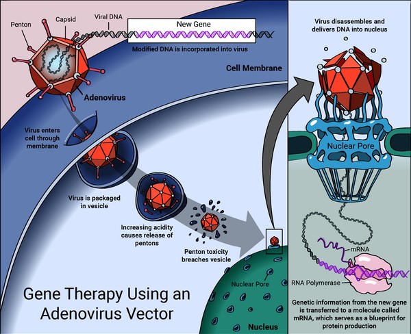 Viral vectors - داروی ژن درمانی | دایا اکسیر