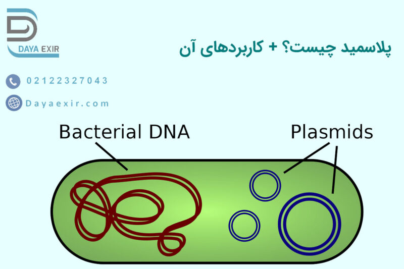 پلاسمید چیست + کاربردها | دایا اکسیر