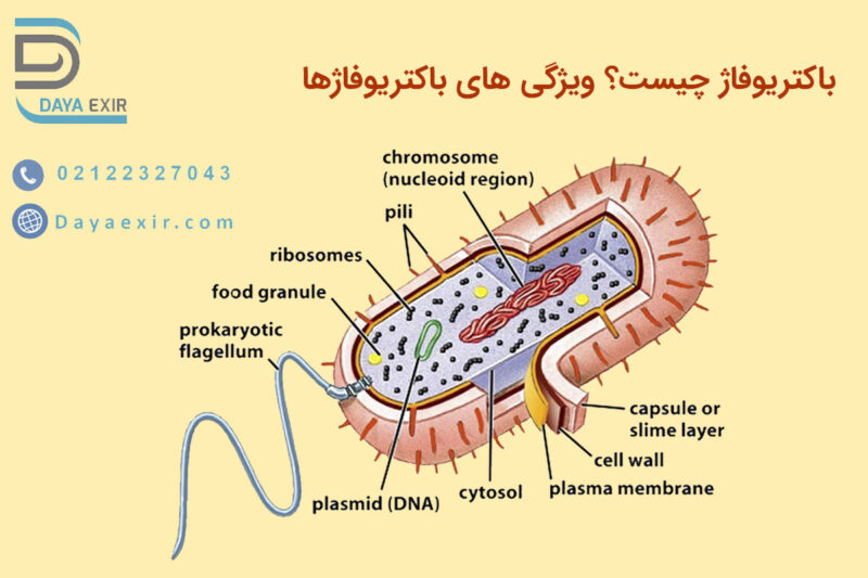 باکتریوفاژ چیست؟ ویژگی های باکتریوفاژها | دایا اکسیر