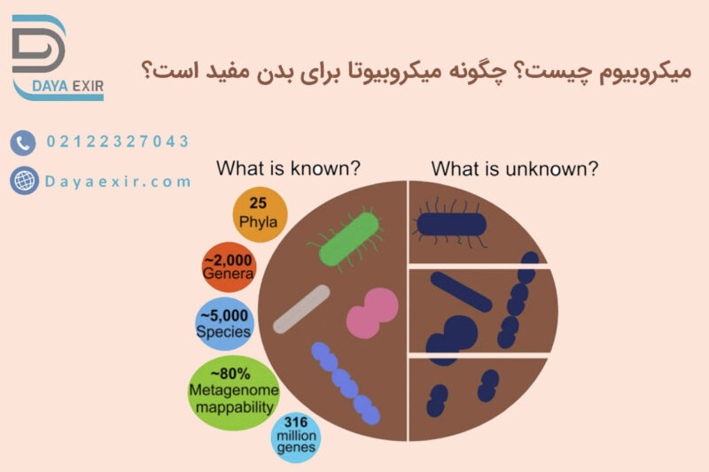 میکروبیوم چیست؟ چگونه میکروبیوتا برای بدن مفید است؟ | دایا اکسیر
