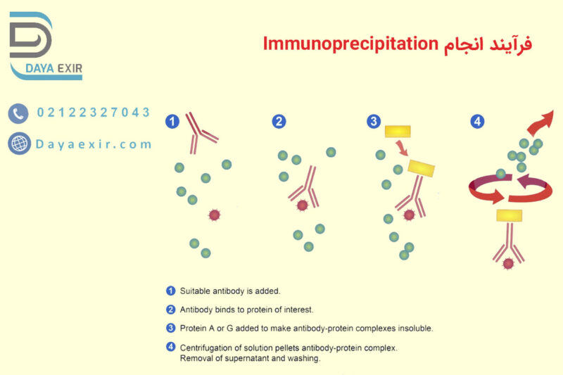 فرآیند انجام Immunoprecipitation | دایا اکسیر