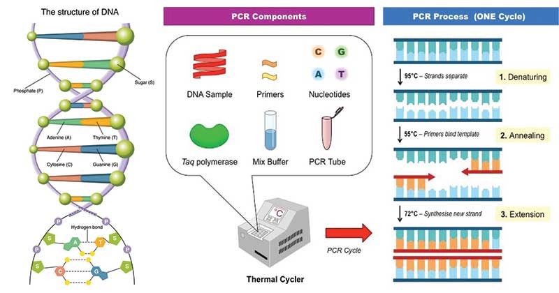 کاربردهای قوی PCR | دایا اکسیر