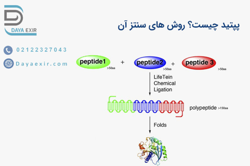 پپتید چیست؟ روش های سنتز آن | دایا اکسیر