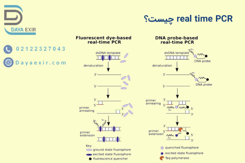 real time PCR چیست؟ دایا اکسیر