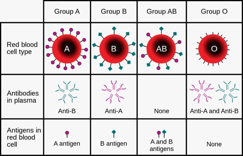 سیستم گروه خونی ABO