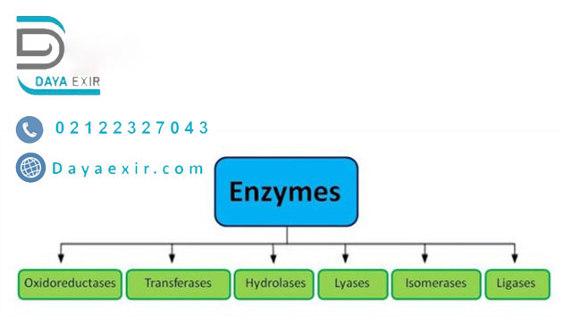 آنزیم (Enzyme)