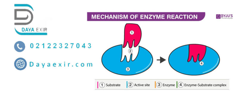 آنزیم ها (Enzymes)