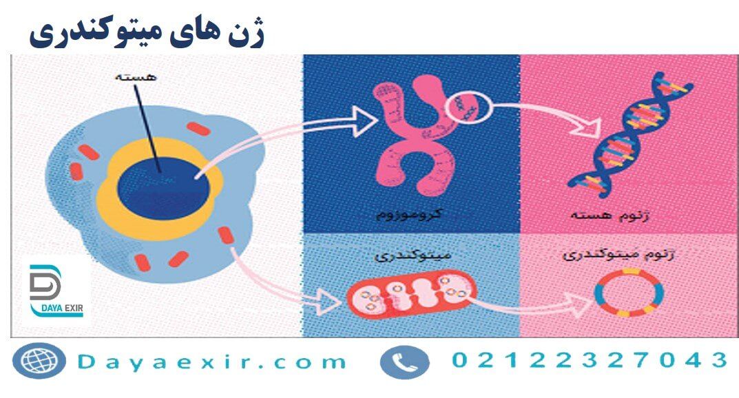 میتوکندری
